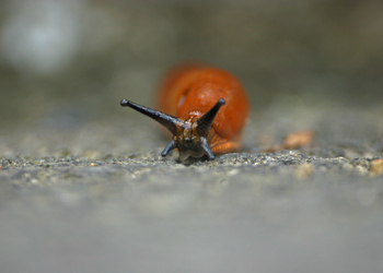 Spanische Wegschnecke (Arion vulgaris) - © Emanuel Trummer